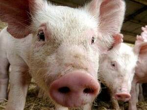PIGGING OUT?: A proposed free-range piggery near Canowindra has raised objections from residents near the site.