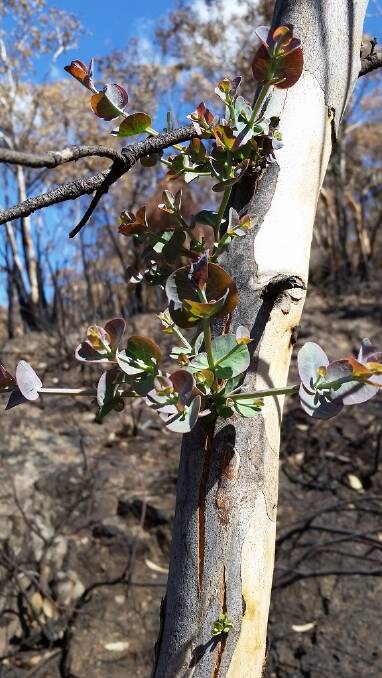 IT'S OPEN: National Parks and Wildlife Service Ranger Steve Woodhall says it is good to see signs of recovery on Mount Canobolas but there is still a long way to go.
