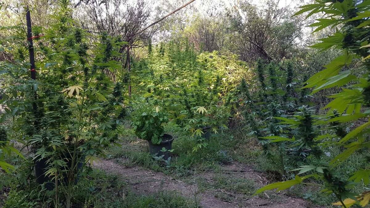 BUSTED: Some of the cannabis plants at the property.