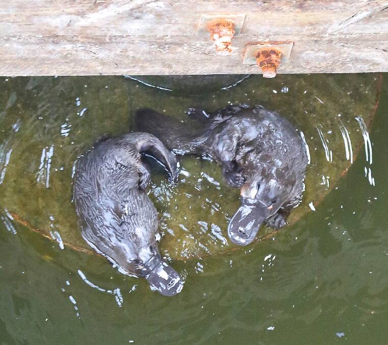 LOVE IS IN THE AIR: This loved-up platypus pair bask in the spring sunshine after making waves in a tumultuous courtship.  Pictures: ANN KILLEEN