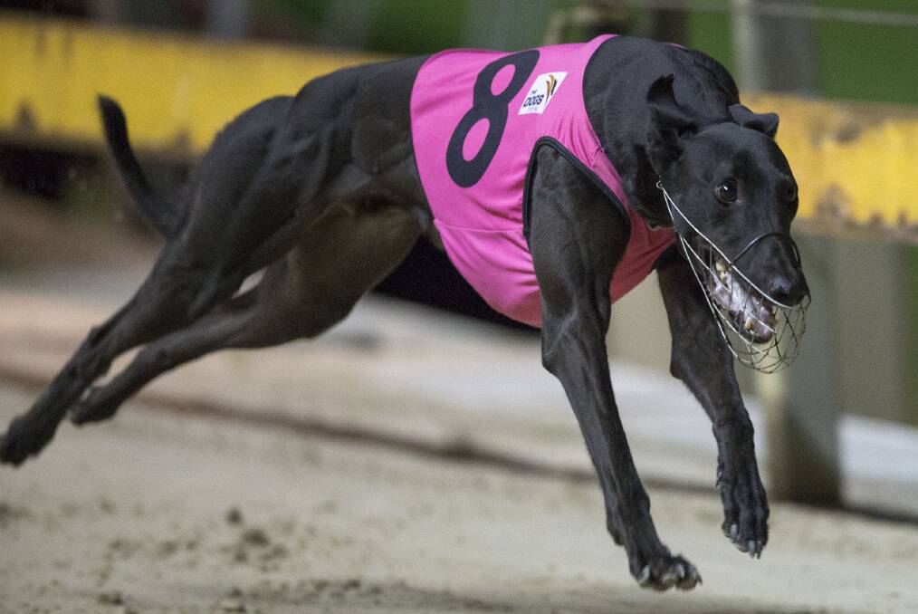 SPEED TO BURN: Falcon's Fury is the fastest qualifier for next Monday's Orange Cup. Photo: THEDOGS.COM.AU