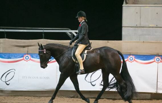 HORSES FOR COURSES: Holly Gutterson at the Quarter Horse Nationals. photo: CONTRIBUTED