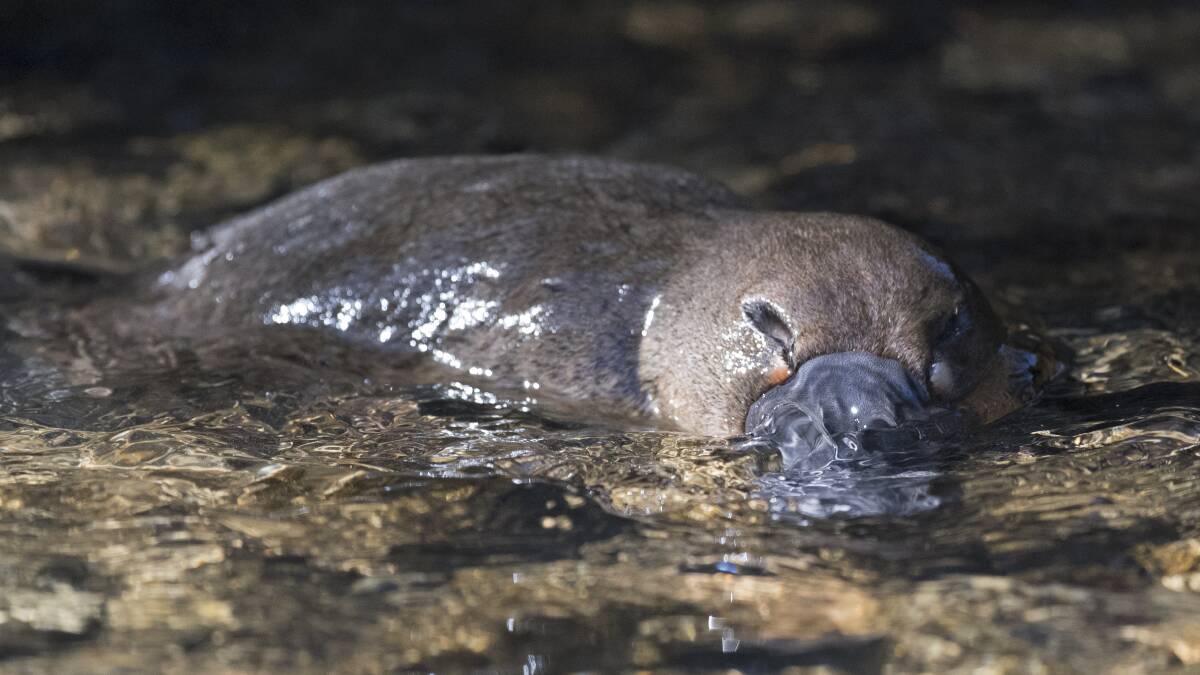 CAN YOU SEE ME: Molong Creek is home to a cheeky platypus family. Wander down to a quiet area along the banks and you may be lucky enough to spot some.