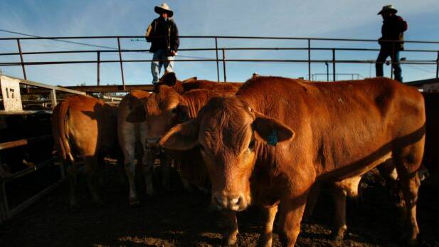 Deadline for accreditation looming as cattle biosecurity tightens