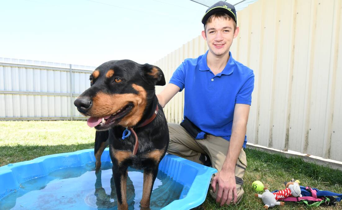 HOT DOG: A very happy Charlie is enjoying a splash in a clam-shell pool with RSPCA Orange volunteer Keagan Paine. Photo: JUDE KEOGH 0119jkdogs1.