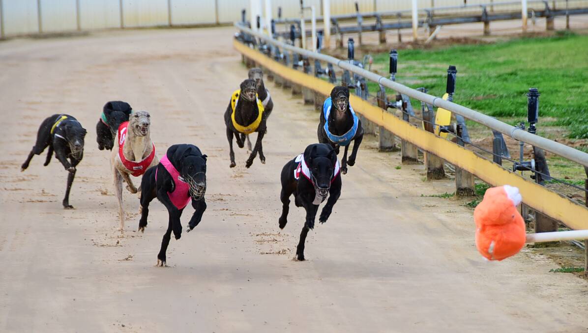 On the move: The likes of Len Haaring's Isabel Enlim (pink rug) may be forced to race interstate in the future. Photo: BELINDA SOOLE