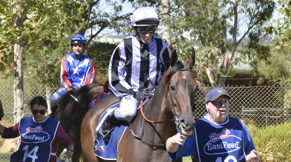 ANOTHER ONE: Greg Ryan, pictured preparing to ride Zero Cash on Sunday, had a day to remember at Dubbo. Photo: BELINDA SOOLE