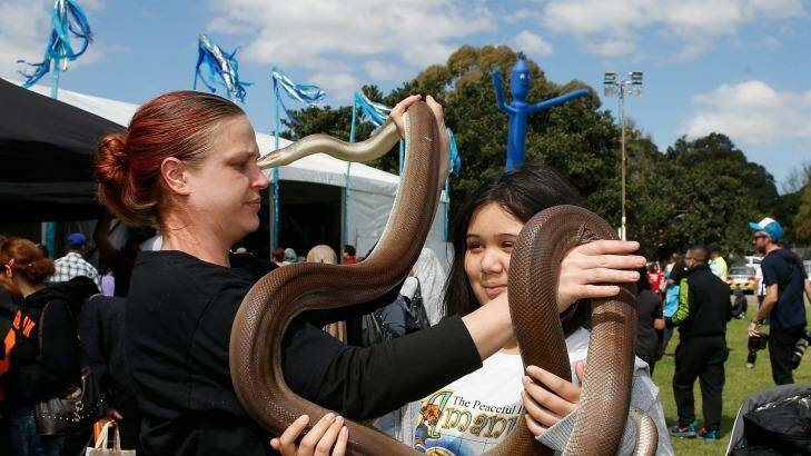 A girl enjoys getting up-close and personal with a snake at the Auburn Festival. Photo: Daniel Munoz