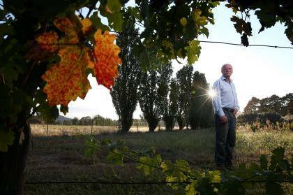 "This is the first time we have ever harvested riesling in February,"  says Ken Helm from Murrumbateman. Photo: Alex Ellinghausen