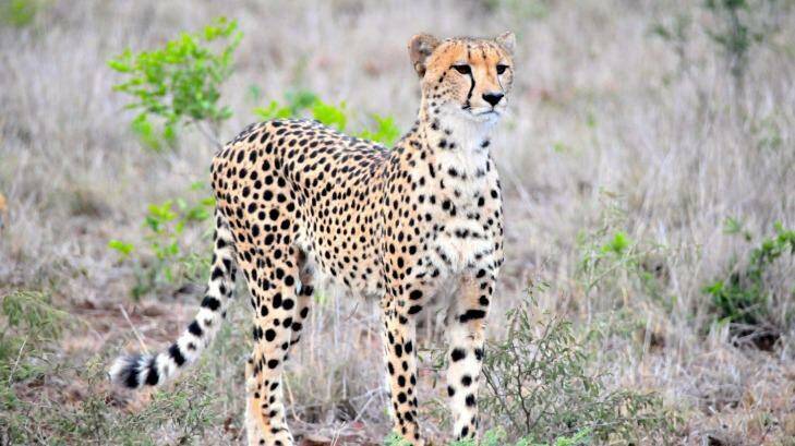 Spotted: A Cheetah. Photo: Brett Dudley