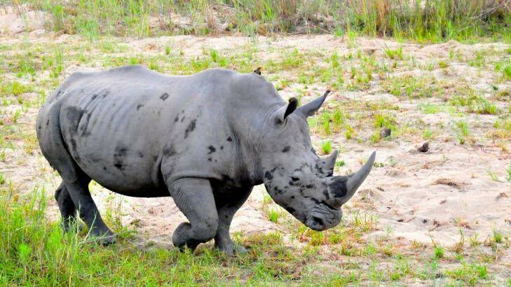 Unforgettable experiences: A rhino in the wild. Photo: Brett Dudley