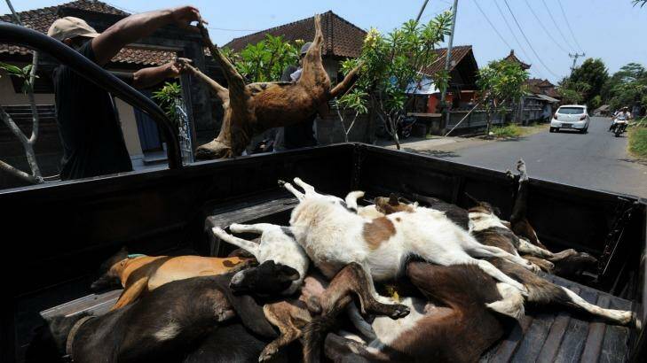 Dogs killed in a cull are loaded onto a truck. Photo: Allan Putra
