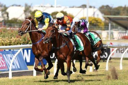 Feeling good: Trainer Lee Curtis reckons Press Report (inside) can run well in Saturday's rescheduled Hawkesbury Guineas. Photo: Anthony Johnson