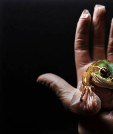 The Green and golden bell frog. Photo: Nick Moir