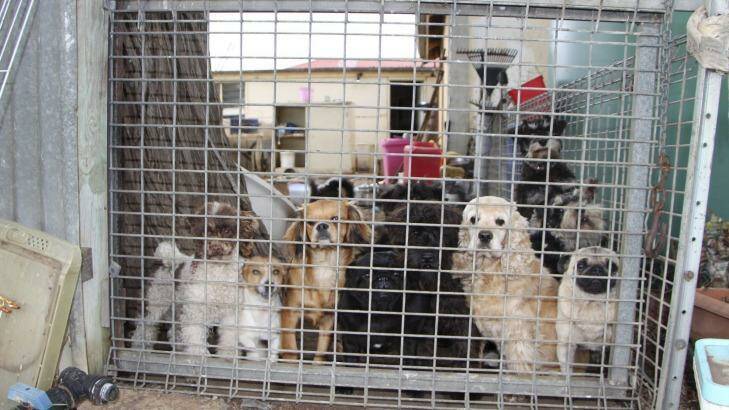 A South Australian puppy factory that was found to be selling dogs to pet stores affiliated to the industry's peak body, PIAA. Photo: Supplied