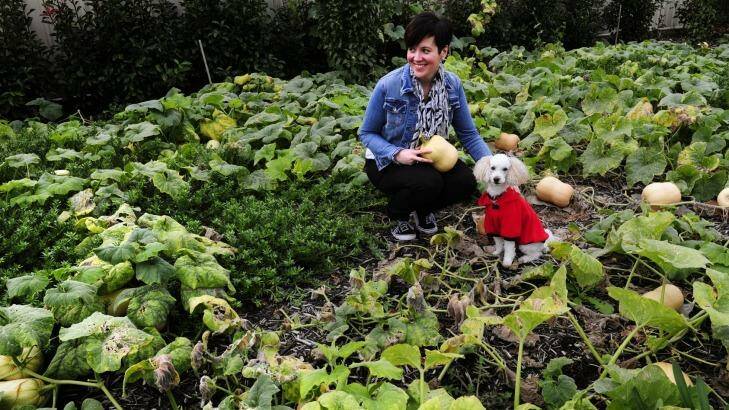 Sarah Hinde with her dog Kirby among the pumpkin vines in her garden in Kambah. Photo: Melissa Adams 