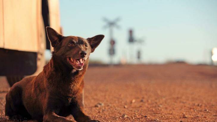 "It's not a viable business and ultimately quality Australian films won't get made.": The producer of iconic Australian film Red Dog has taken aim at piracy. Photo: Supplied