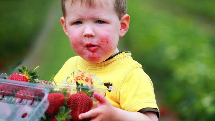Cheap strawberries: Who's complaining? Photo: Tessie Vanderwert