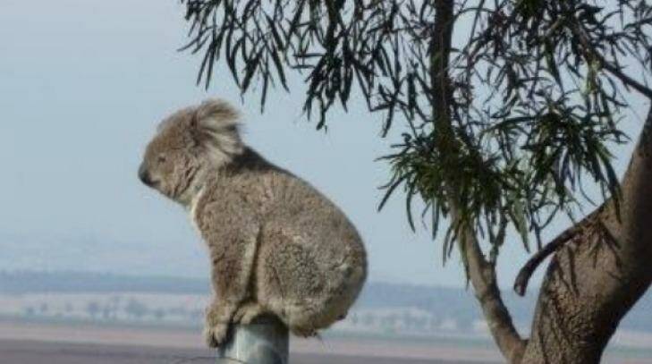 Humans and animals in the Liverpool Plains area will be affected by new government policy regulating the control of noise and dust from large-scale mining. Photo: Cynthia Pursehouse
