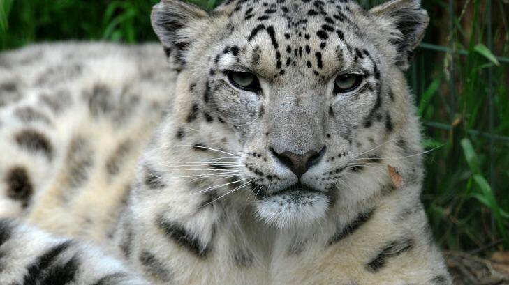 Snow Leopard DNA has been found in a traditional Chinese medicine, sold in Adelaide. Photo: Graham Tidy