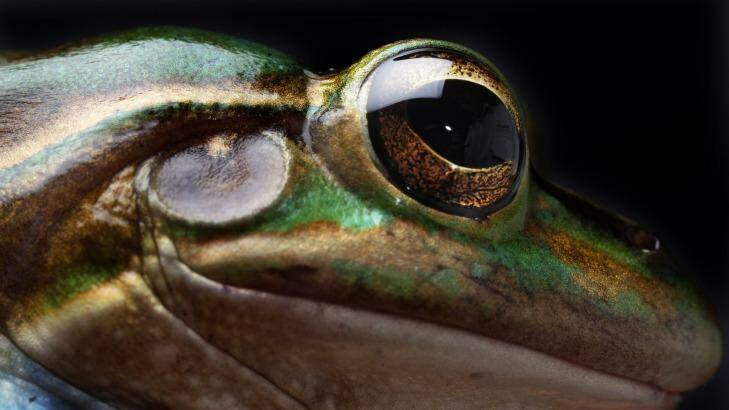 The bell frogs were such common native species in the 1960s they were often used for high school science lab dissections. Photo: Nick Moir