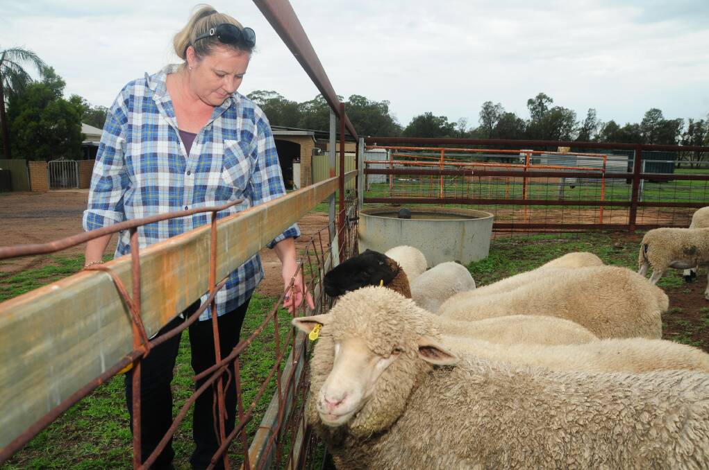 Katrina Handford had four sheep savaged by dogs over the weekend. 										      Photo: KATHRYN O SULLIVAN