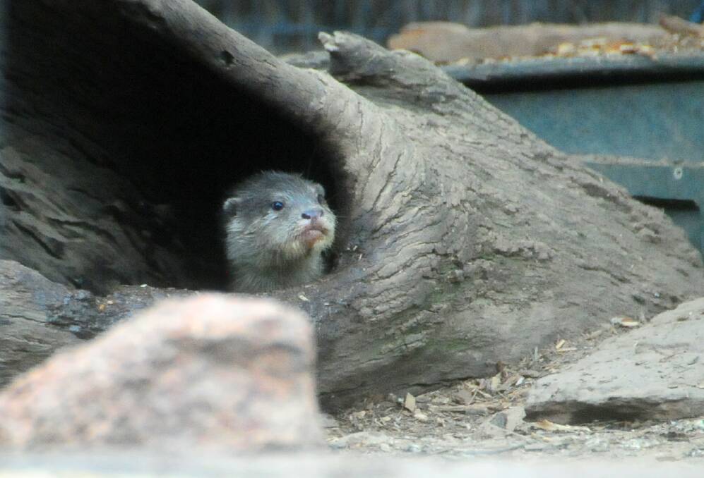 PEEKING OUT: An otter pup pokes it head out of the den at Taronga Western Plains Zoo. Photo: LOUISE DONGES.