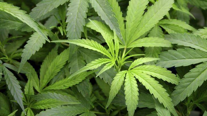 Medicinal marijuana is illegal in Australia but Norfolk Island authorities have agreed to host a plantation for marijuana that will be sold overseas.