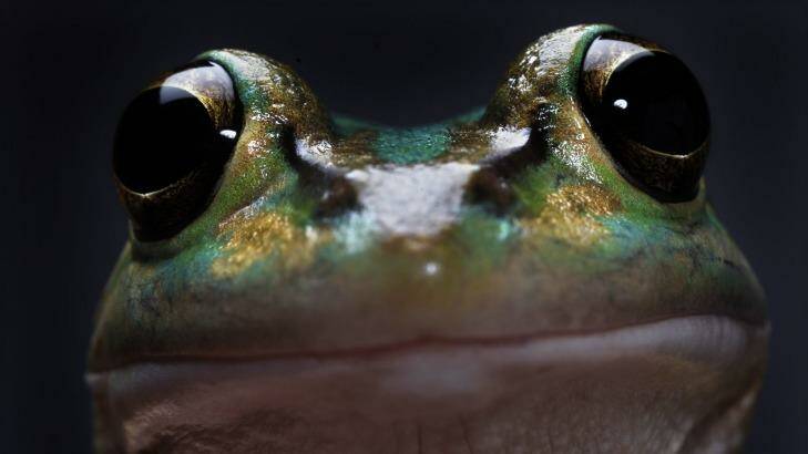 There are only two thriving populations of this frog, in Homebush and Flemington. Photo: Nick Moir