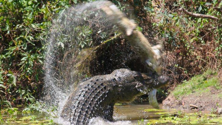 Crocodile fight, Rinyirru (Lakefield) National Park in North Queensland. Photo: Sandra Bell