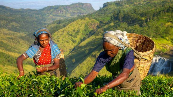 Tea-pickers in Sri Lanka. Photo: iStock