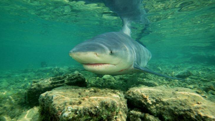 Bull sharks have a unique knack in being able to inhabit water that's fresh, brackish or salty.  Photo: Marc Conlin