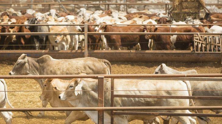 Chinese investors will be looking closely at the regulatory decisions over the Kidman cattle empire. Photo: Glenn Campbell