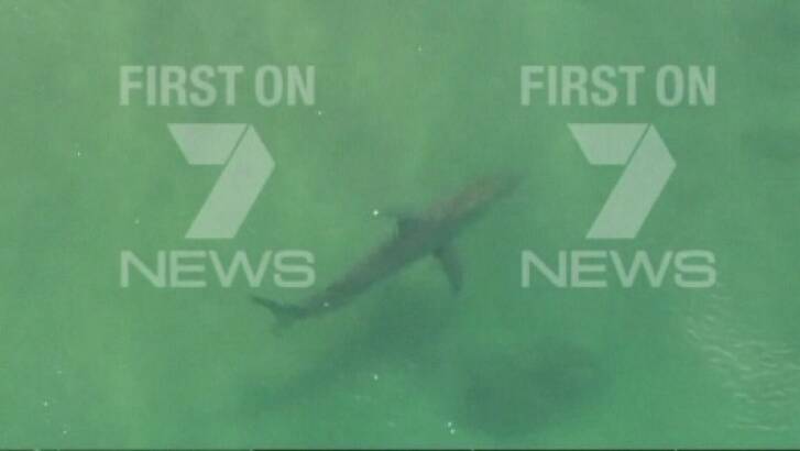 A shark spotted in the area on Thursday afternoon.  Photo: Channel Seven