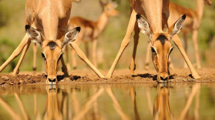 A pair of impala (Apyceros melampus) ewes drinking at a waterhole in the bushveld, Kwazulu Natal, South Africa. Photo: iStock