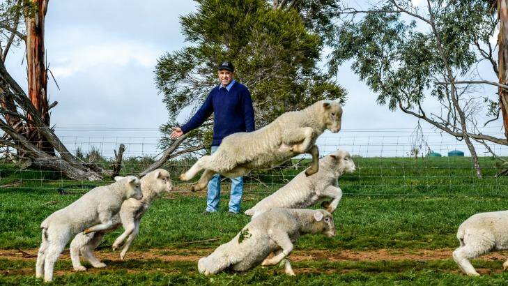 Lamb production and exports are tipped to jump to new records, according to Meat and Livestock Australia. This photo shows lamb producer Charles de Fegely on his property at Dobi, near Ararat. Photo: Justin McManus