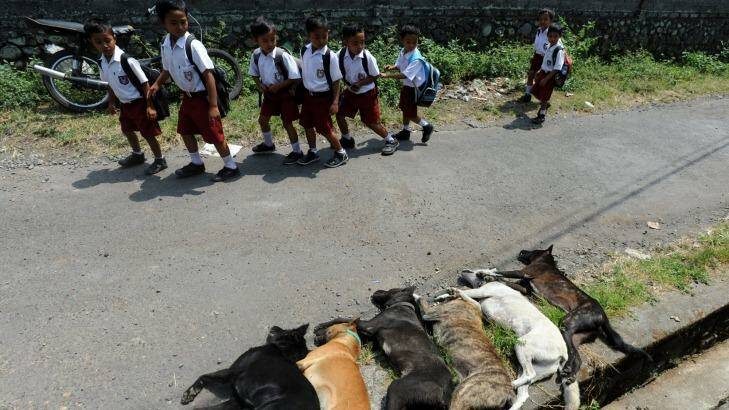 Children walk past dogs killed in a cull. Photo: Allan Putra