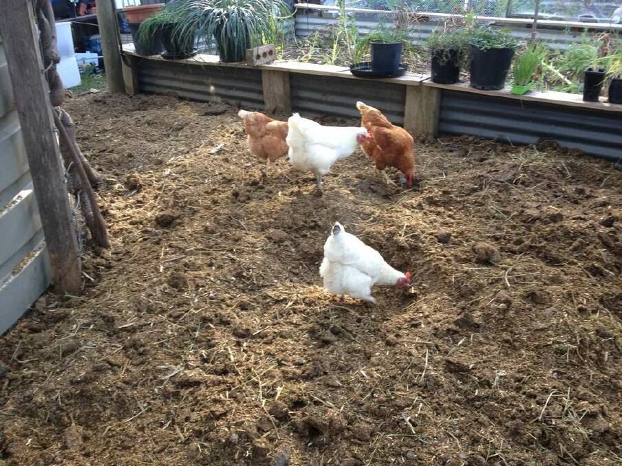 Barbara Wheeler's chickens roam freely. Photo: Supplied