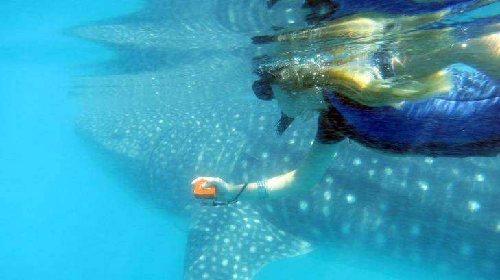 Swimming with the whale sharks is a highlight of any visit to Baja California. Photo: Supplied