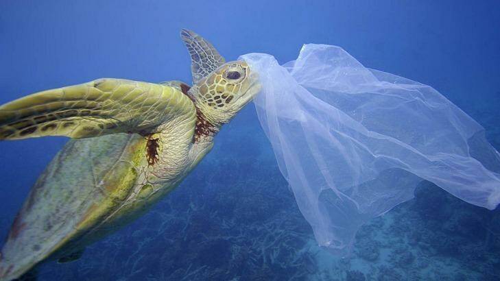 The Senate committee has produced a report into the "toxic tide" of marine plastic pollution. Photo: Troy Mayne