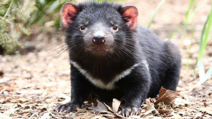 How much do you know about Australia's native creatures including the Tasmanian Devil? Take the National Geographic Kids quiz to find out. Photo: Patricia McInerney