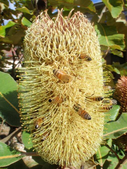 Bees on a banksia robur. Photo: Supplied