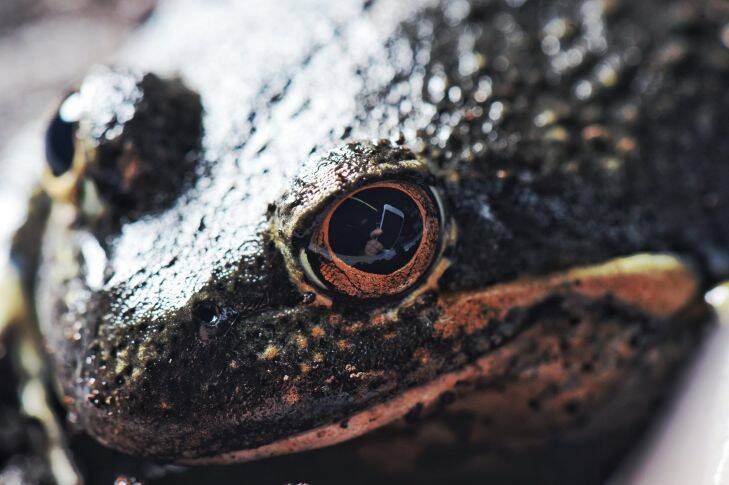 A smart phone reflected in the eye of a Pobblebonk frog .The Australian Museum has produced an app which can identify frog species using their calls for the public to help track species in Australia. Pic Nick Moir 8 nov 2017