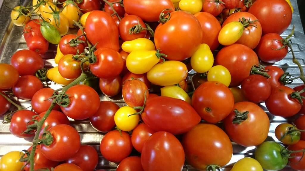 Summer bounty: Barbara Wheeler's range of home-grown tomatoes. Photo: Supplied