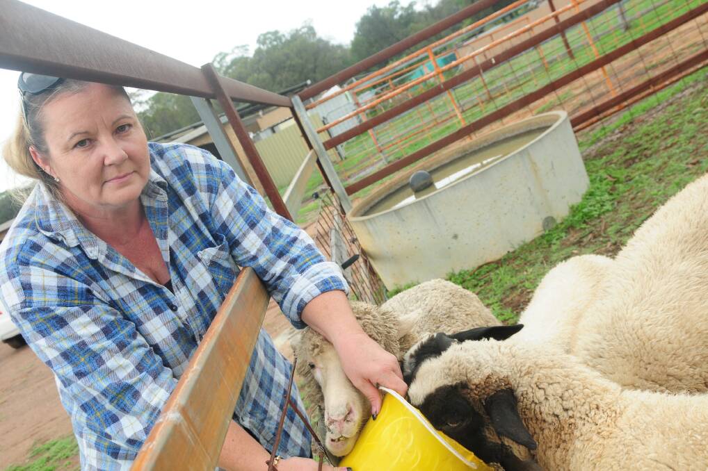 Katrina Handford had four sheep savaged by dogs over the weekend. Photo: KATHRYN O'SULLIVAN.