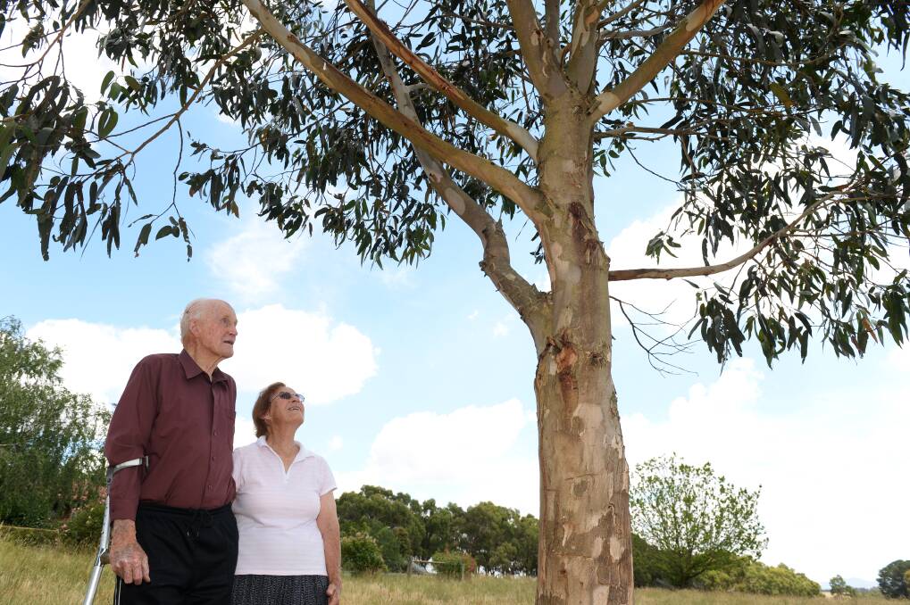 Looking to the future: Jack and Valerie Brown with the blue gum tree they have nurtured from a seed. 
PICTURE: KATE HEALY