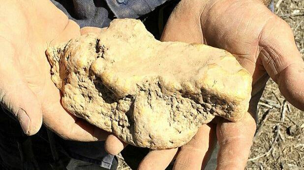 The freshly unearthed gold nugget. Photo: Supplied.