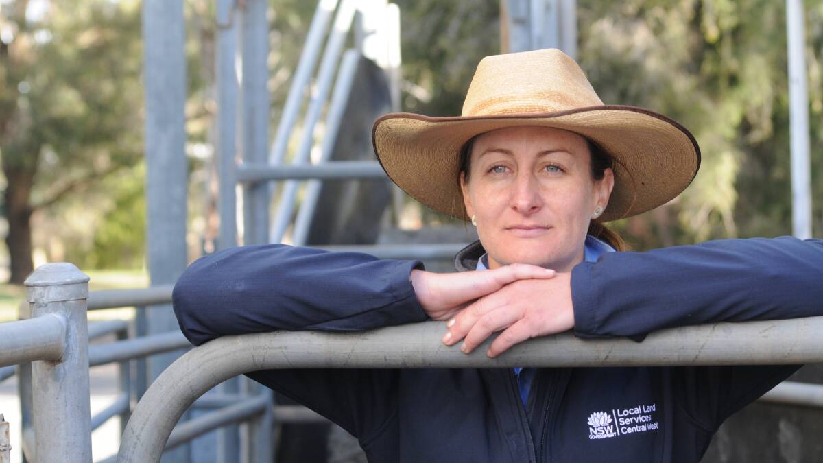 PROACTIVE: Doctor Jillian Kelly has warned farmers to be proactive when it comes to Leptospirosis, after a Local Land Service survey found nearly 60 per cent of the state’s farms were affected by the disease. Photo: STEVE GOSCH 0827sgcattle2
