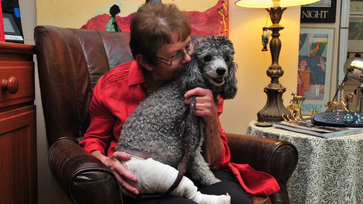 LONG RECOVERY: Margo Spark says she is pleased her beloved poodle Lou Lou will recover from her injuries. Photo: JUDE KEOGH  0218dog2