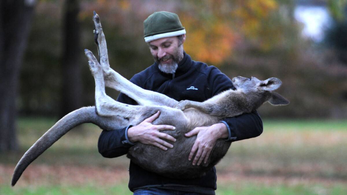 SLEEPING BEAUTY: Ray Mjadwesch carries the male kangaroo from Cook Park on Wednesday.  Photo: STEVE GOSCH 0507sgkangaroo2